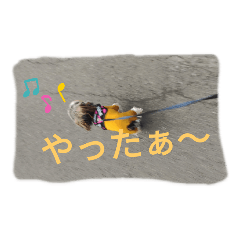 [LINEスタンプ] うちのアイドル❤ あんちゃん2
