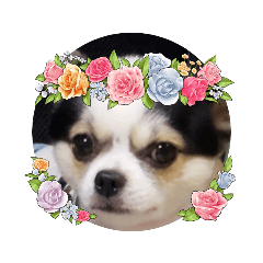 [LINEスタンプ] まきぴい2