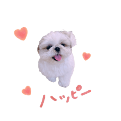 [LINEスタンプ] シーズー犬 うにの日常で使えるスタンプ2