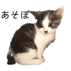 [LINEスタンプ] ハチワレ鼻ぶち猫1