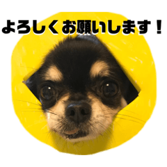 [LINEスタンプ] まりもくん1