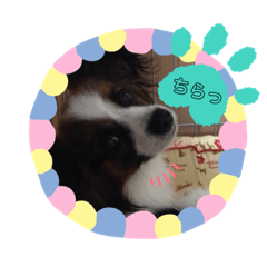 [LINEスタンプ] パピヨンのぼくちゃん日常スタンプ★