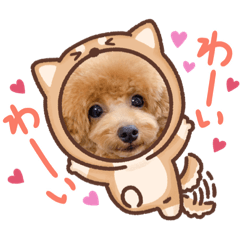 [LINEスタンプ] トイプードルcomugi