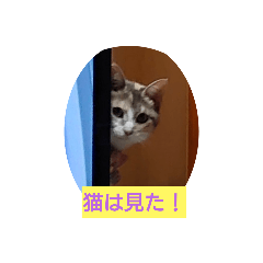 [LINEスタンプ] ちょっと使える犬猫スタンプ