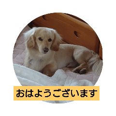 [LINEスタンプ] 犬猫あいさつスタンプ