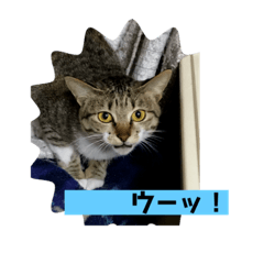 [LINEスタンプ] Nyan kids