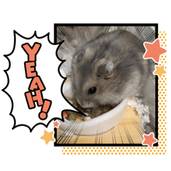 [LINEスタンプ] 可愛いはむちゅわん❤️