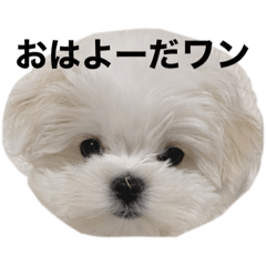 [LINEスタンプ] ころちゃんが作ったころちゃんスタンプ