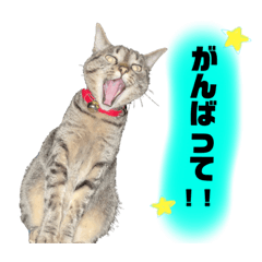 [LINEスタンプ] にゃんこ好き！2