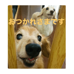 [LINEスタンプ] ダックス ペコ(♂レッド)と花(♀クリーム)