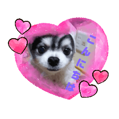 [LINEスタンプ] チワワのりんちゃん❤️rin chan