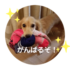 [LINEスタンプ] ❤️ミニチュアダックス モカちゃん3❤️