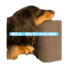 [LINEスタンプ] テンです、犬やらしてもらってます