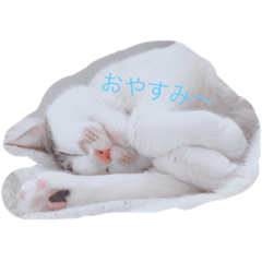 [LINEスタンプ] ナズさんとにゃんた