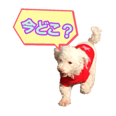[LINEスタンプ] トイプードル ピノ＆ルナ