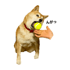 [LINEスタンプ] 柴犬るいさん