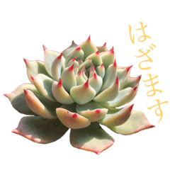 [LINEスタンプ] 多肉言