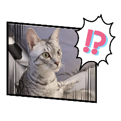 [LINEスタンプ] ずーっと猫