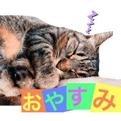 [LINEスタンプ] 大好きベッキーさん