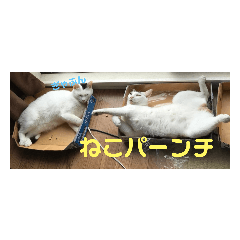 [LINEスタンプ] ゆるねこパンチ