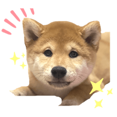[LINEスタンプ] 柴犬 ゆきかぜスタンプ