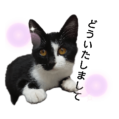 [LINEスタンプ] るるスタンプ3
