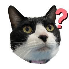 [LINEスタンプ] ひじき＆につけスタンプ