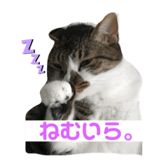 [LINEスタンプ] ウチのネッコちゃん