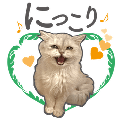 [LINEスタンプ] ペルシャ猫「翠」ちゃん