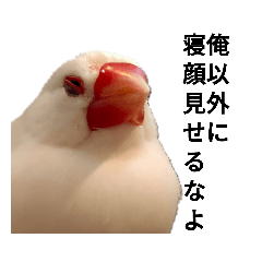 [LINEスタンプ] あいつはトリ