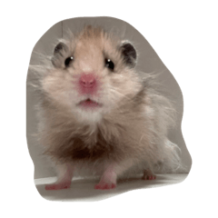 [LINEスタンプ] 同居人のネズミ