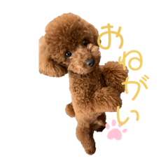 [LINEスタンプ] 我が家のアイドル アンディ