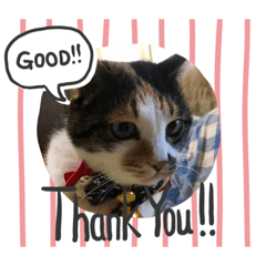 [LINEスタンプ] にゃんこの日常パート3