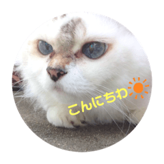 [LINEスタンプ] うちの猫いのきとここあ