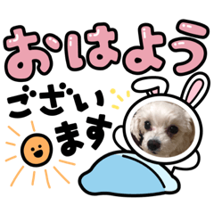 [LINEスタンプ] マルチーズのメイちゃん