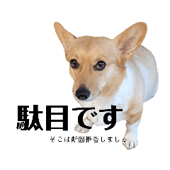[LINEスタンプ] うちのまる。いつもver.