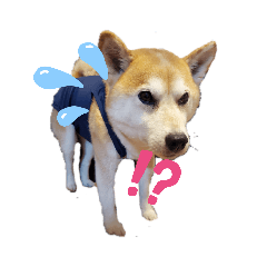 [LINEスタンプ] 適当小沢ファミリー