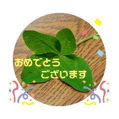 [LINEスタンプ] 草花の挨拶スタンプ♪