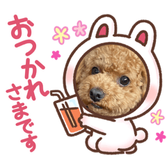 [LINEスタンプ] まろぴの日常スタンプ
