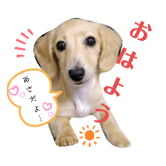 [LINEスタンプ] わたちの日常スタンプだよ