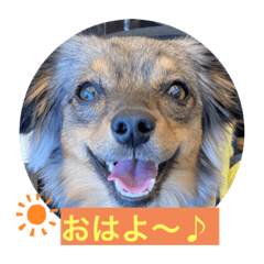 [LINEスタンプ] 日常のあいさつ えまここ♡