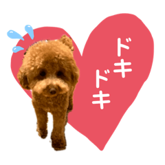 [LINEスタンプ] トイプードルのミロ4