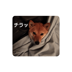 [LINEスタンプ] ナナ 3