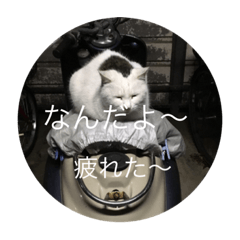 [LINEスタンプ] にゃんこなり〜