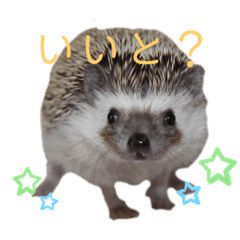 [LINEスタンプ] はりねずみで行こう。（博多弁）