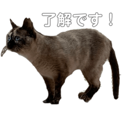 [LINEスタンプ] シャム猫mix