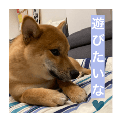 [LINEスタンプ] 可愛いこてつの日常スタンプ