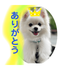 [LINEスタンプ] ひかるのあいさつ