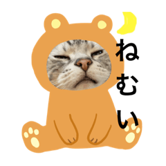 [LINEスタンプ] ねこ よく使う日常会話