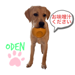 [LINEスタンプ] ラブラドールおでん②